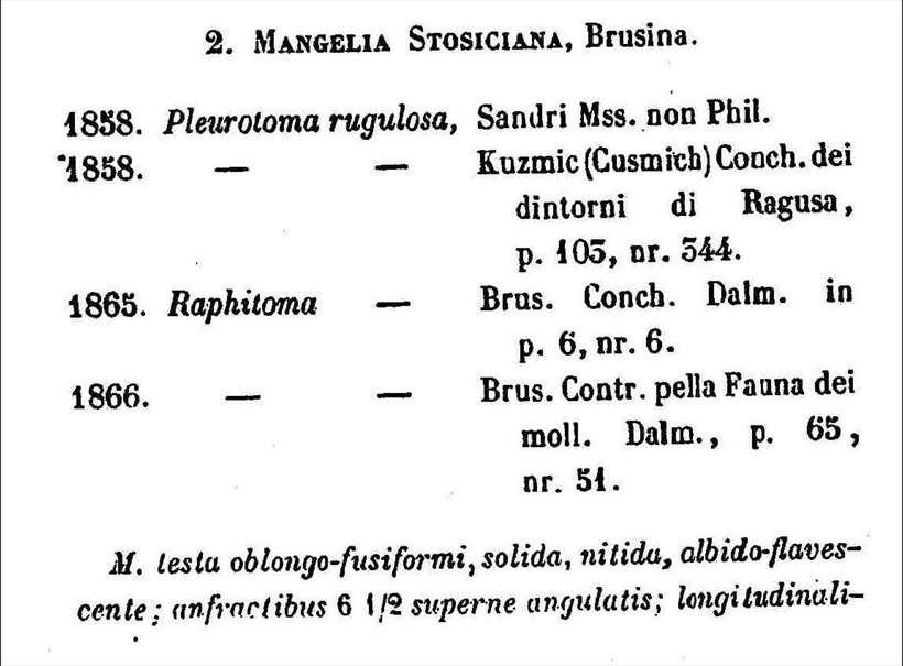 Conidae  nel Mediterraneo : Genere Mangelia